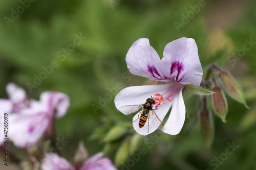 pollinator in citronella flower