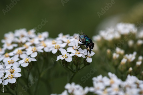 blue bottle fly on white yarrow flower photo