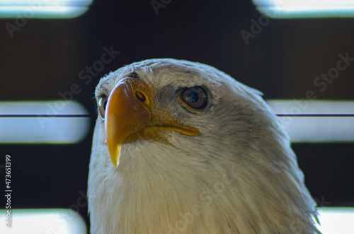 american bald eagle