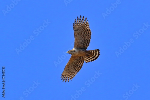 青空を滑空する森の王様と称される猛禽類クマタカ photo