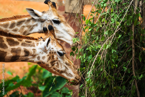 Canvas Print Close up of giraffe eating leaves