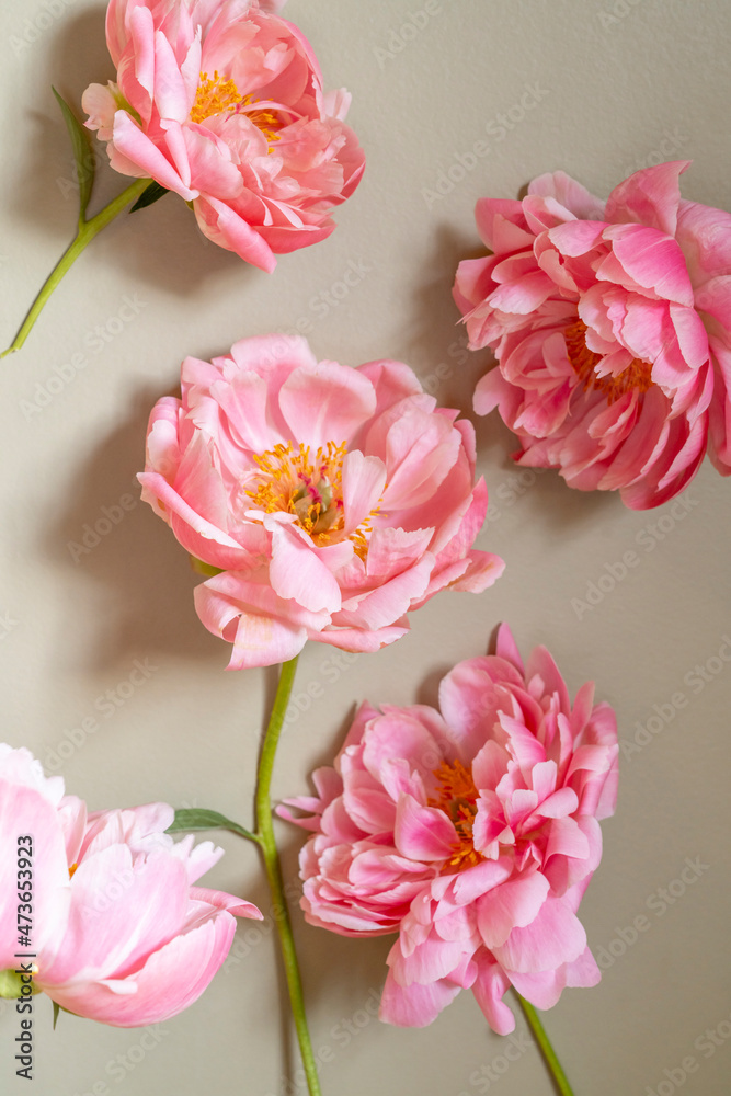 Pink peony blossoms against a pale green background Pink peony blossoms against a pale green background