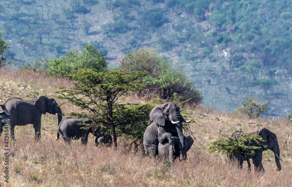 Elephants having Sex in the Serengeti Tanzania Stock Photo | Adobe Stock