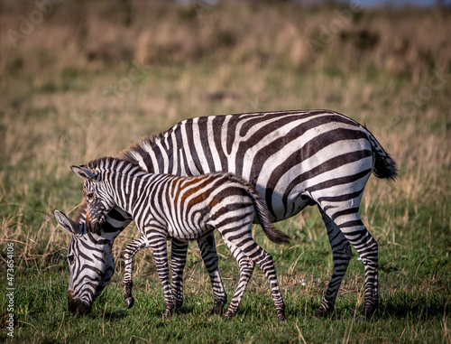 Portrait of a Wild Zebra Mother and her Baby Calf in the Serengeti Tanzania
