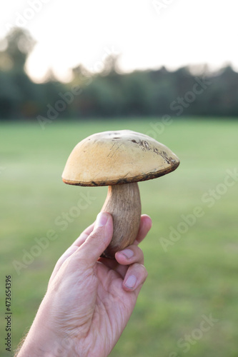 boletus mushroom in hand
