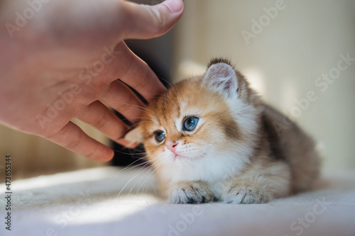 Hand stroking kitten photo