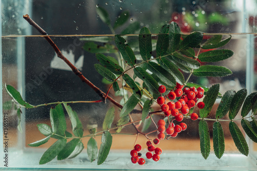 A rowan tree in a water tank. photo