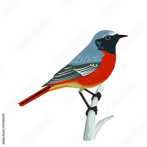 beautiful multicolored bird, vector illustration