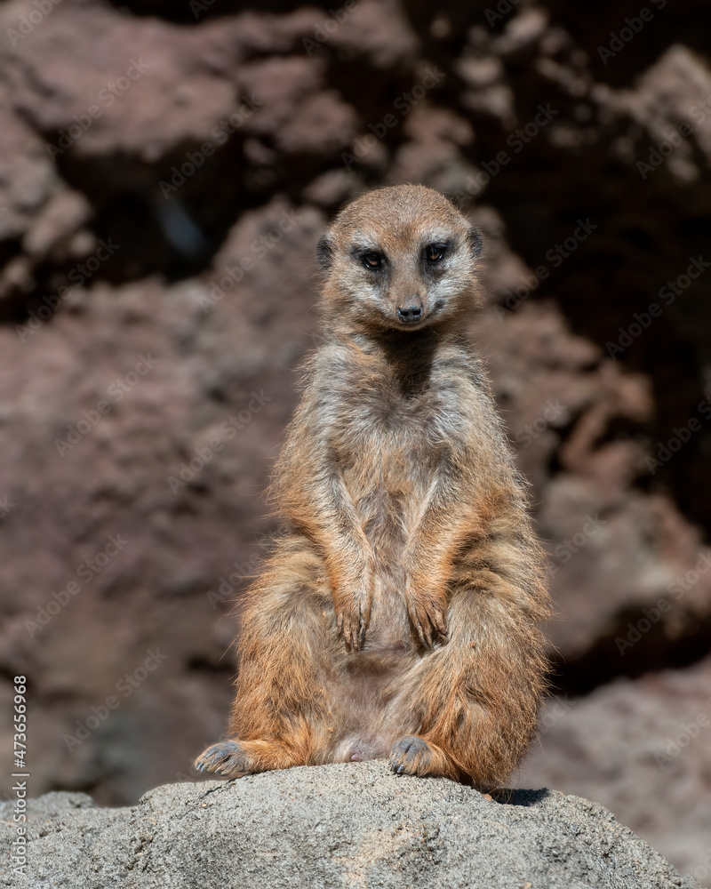 Meerkat Sentinel on Lookout Rock Meerkat Sentinel on Lookout Rock