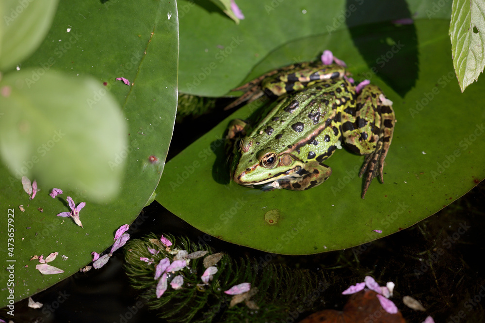 Green frog on water lily leaf in pond Green frog on water lily leaf in pond