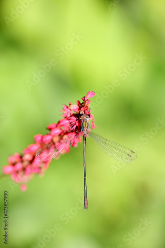 Damselfly on persicaria flower  photo