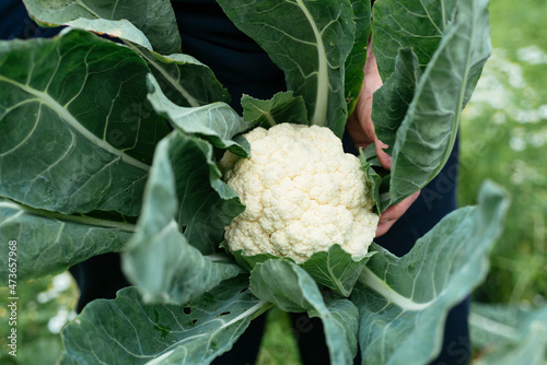 Harvested cauliflower photo