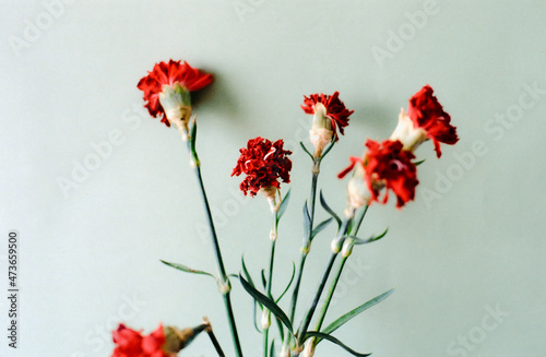 Dying red flowers 