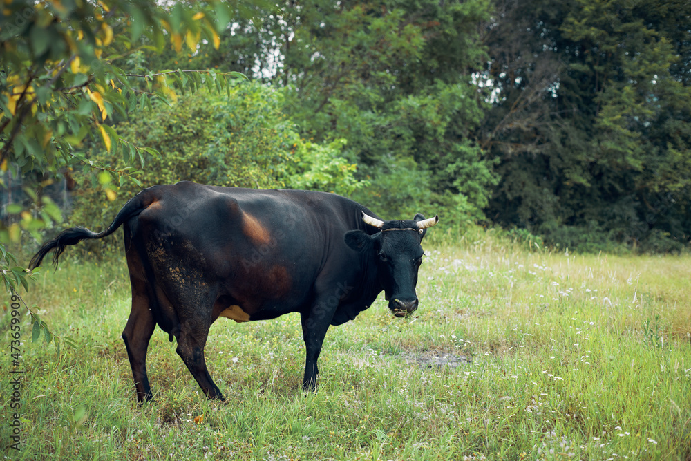 bull grazes in the meadow grass nature animal farm bull grazes in the meadow grass nature animal farm