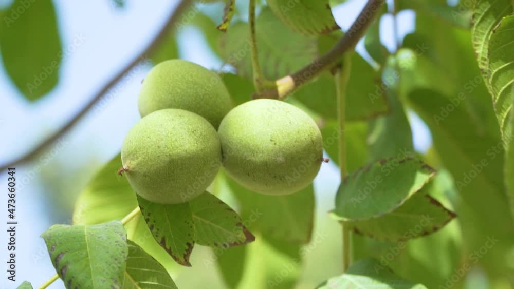 Green Walnuts on tree branch Green Walnuts on tree branch