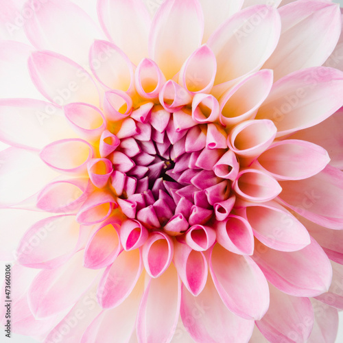 Dahlia flower closeup detail photo