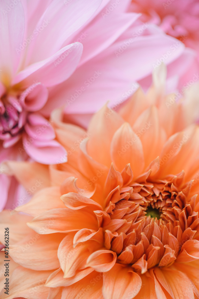 Orange And Pink Dahlia Flowers Glowing in The Sun Orange And Pink Dahlia Flowers Glowing in The Sun