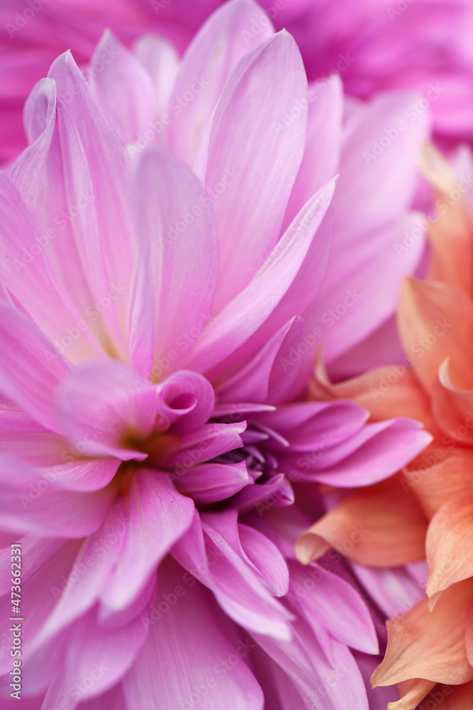 Close Up Of Vibrant Dahlia Flowers Close Up Of Vibrant Dahlia Flowers