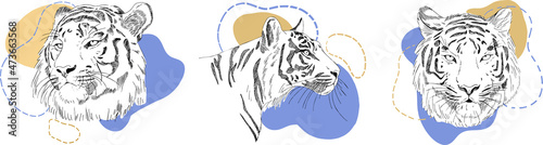 tiger illustrations sketches and abstract figures. Vector illustration