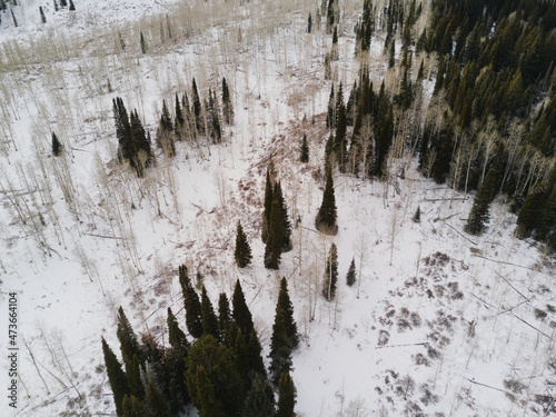 Winter mountain forest seasonal landscape views