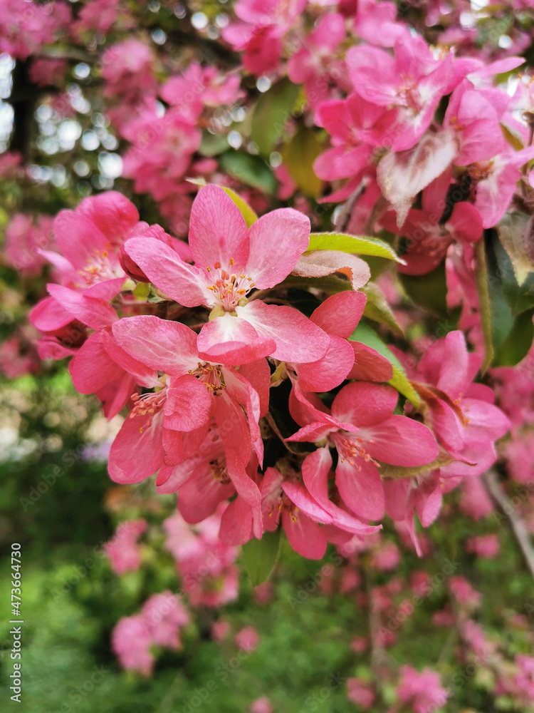 A branch of an apple tree with red and pink flowers in a park on Elagin Island in St. Petersburg. A branch of an apple tree with red and pink flowers in a park on Elagin Island in St. Petersburg.