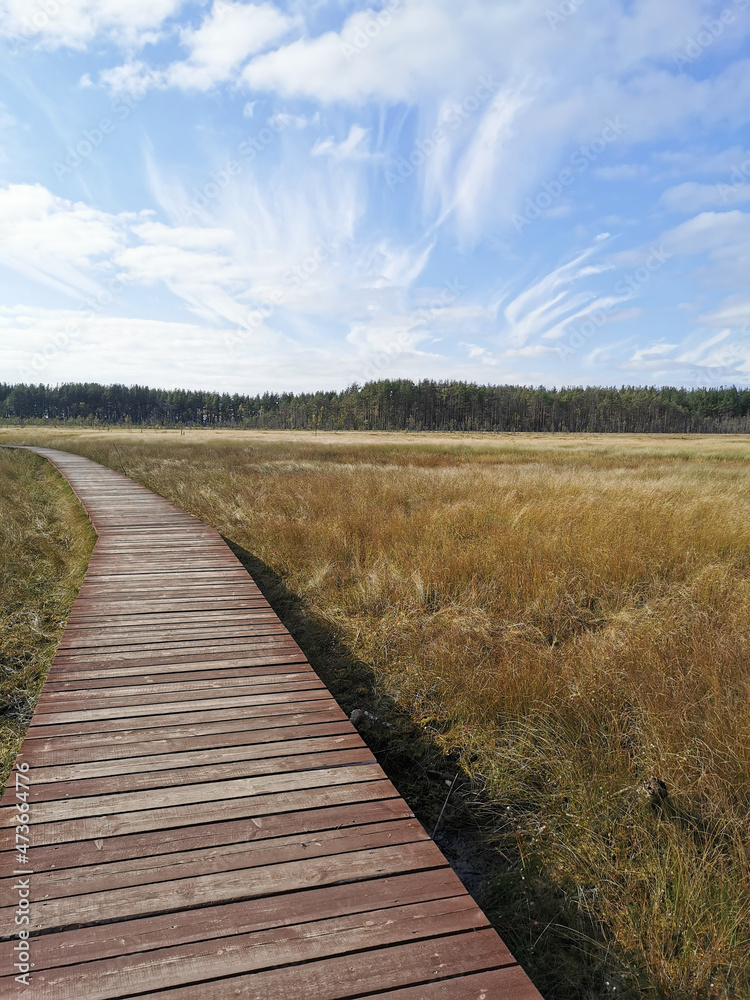 A deck of brown planks over a swamp with yellowed grass, stretching into the distance, to the forest, against the background of a beautiful sky with clouds..