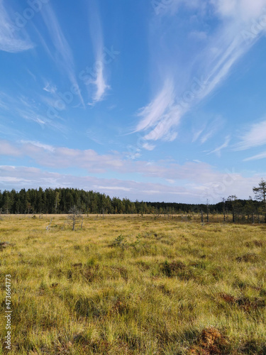 Dry and lively little pine trees growing in the swamp, among the grass against the sky with clouds.