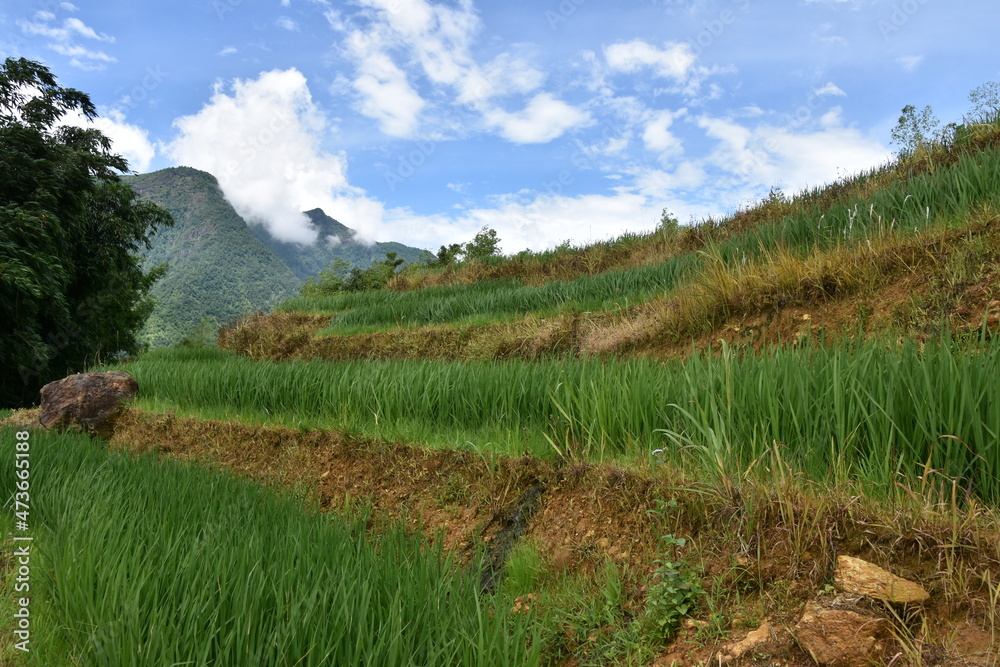 Level View of Vietnamese Rice Paddy Terraces in Summer