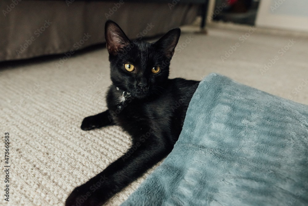 Black cat with a white spot on the chest. foto de Stock Adobe Stock