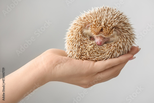 Woman holding cute hedgehog...