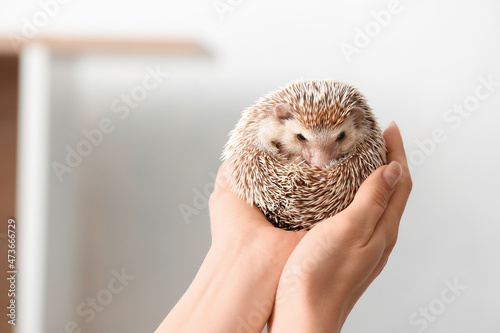 Woman holding cute hedgehog...