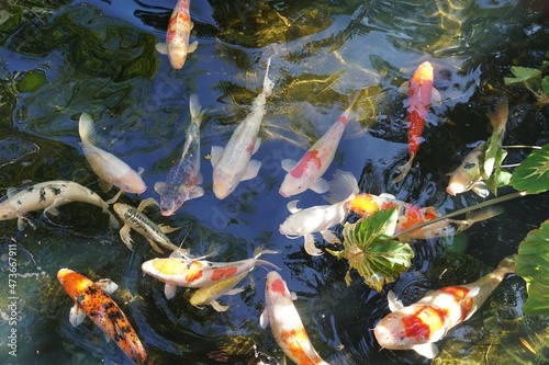 Mixed colors and shapes of koi fish inside a pond near St Petersburg, Florida, U.S.A photo