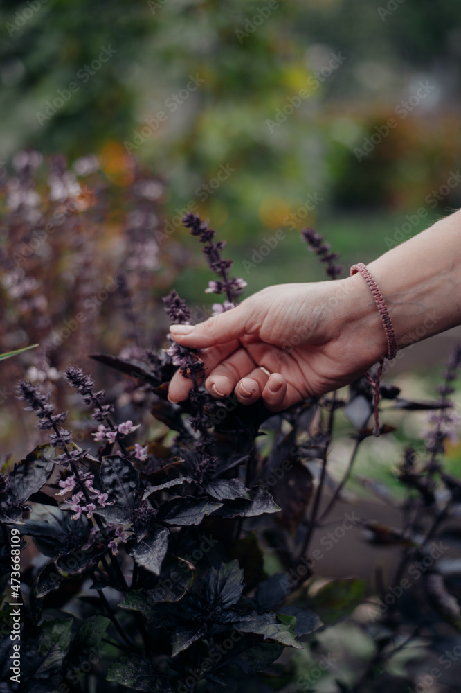 woman trying Purple Basil leaves in garden woman trying Purple Basil leaves in garden