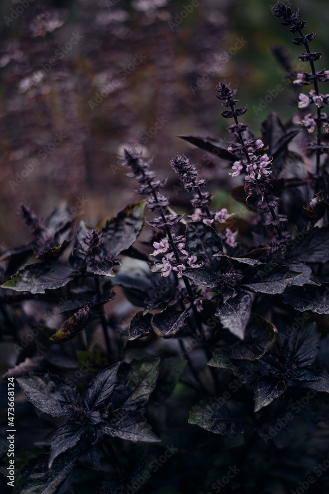Purple Basil plants in the garden Purple Basil plants in the garden