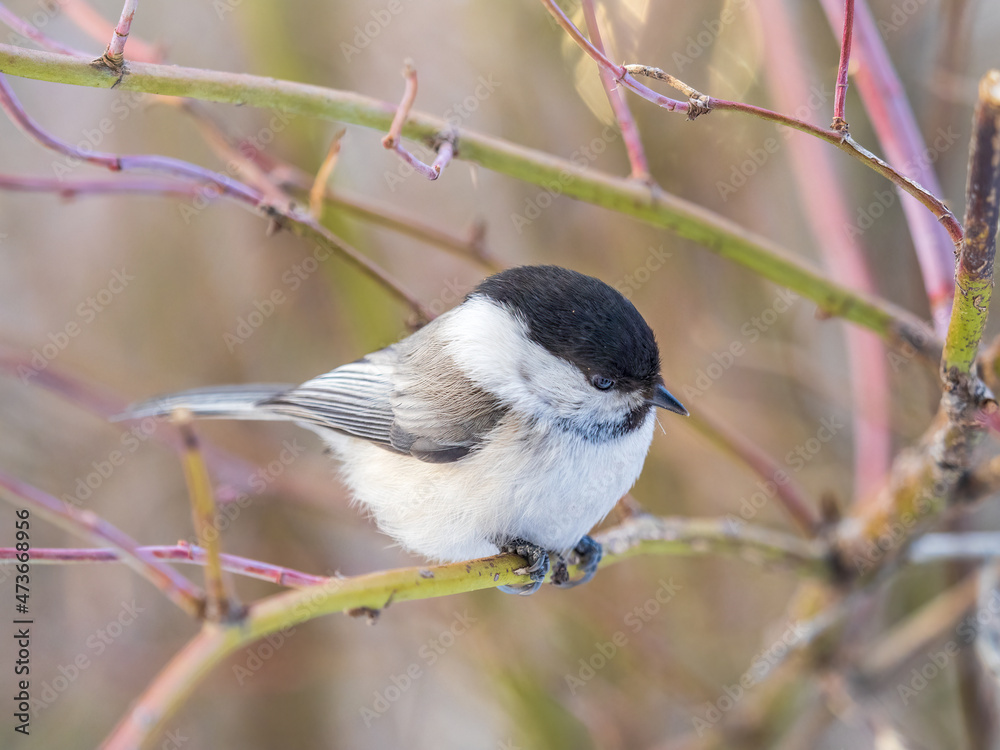 Fototapeta premium Cute bird the willow tit, song bird sitting on a branch without leaves in the winter.