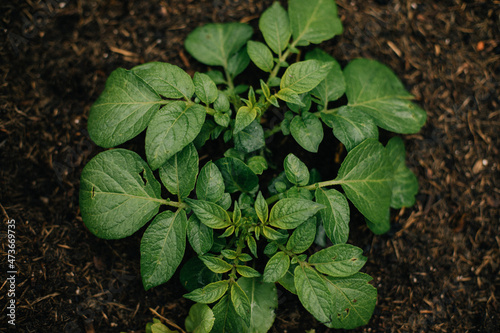 Potato Plant