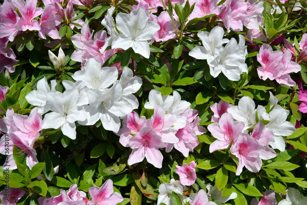 Fototapeta premium ツツジの花 花模様