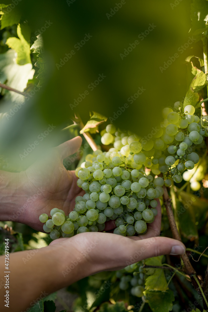 Man with a bunch of grapes in his hands Man with a bunch of grapes in his hands