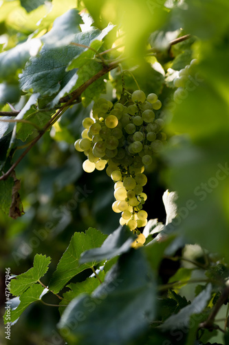 Wallpaper Mural Bunch of white grapes before harvest Torontodigital.ca