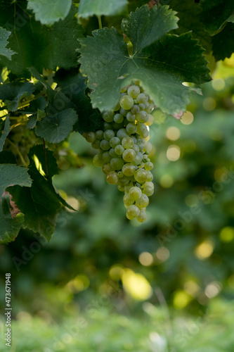 Wallpaper Mural Bunch of white grapes before harvest Torontodigital.ca