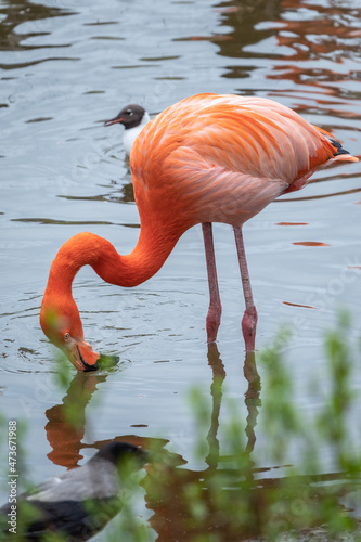 The American flamingo Phoenicopterus ruber standing in water on lake shore