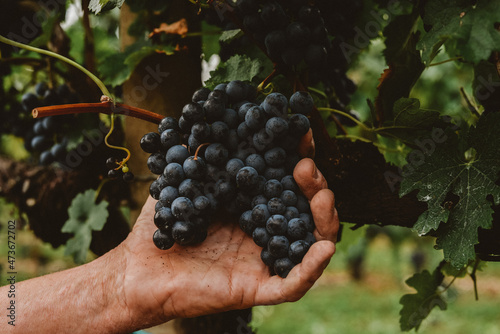 close up of grape of red wine in a dirty farmers hand