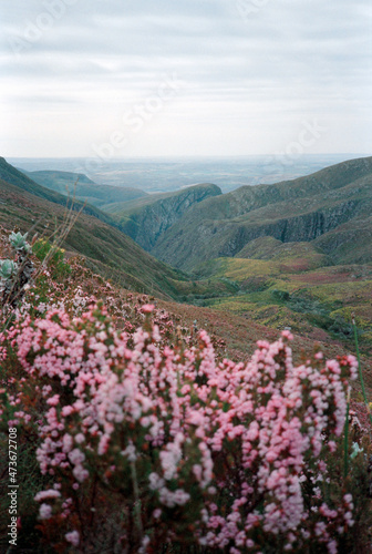 Flowering fynbos wild flowers  photo