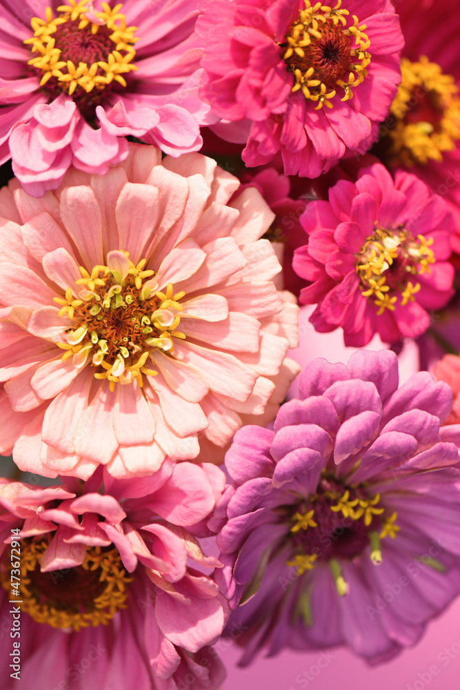 A Bunch Of Fresh Picked Zinnia Flowers A Bunch Of Fresh Picked Zinnia Flowers