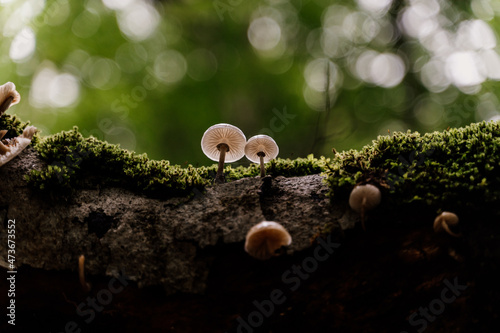 Detail wild mushrooms on tree
