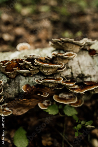 Detail wild mushrooms on tree photo