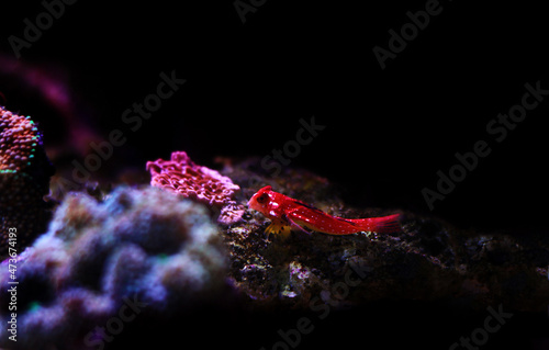Ruby Red Dragonet - Synchiropus sycorax photo