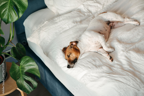 A cute dog is sleeping on the bed. photo