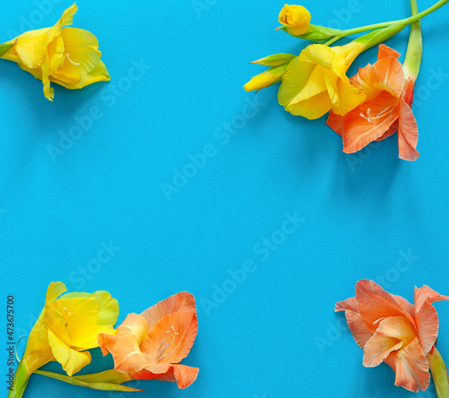 Bright flowers of gladiolus on a blue background. Summer background with flowers. With free space for text