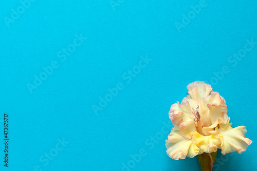 Bright flowers of gladiolus on a blue background. Summer background with flowers. With free space for text